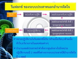หน่วยปฏิบัติงานในรีแฟลกซ์นี้เป็น กล้ามเนื้อเรียบ,กล้ามเนื้อ
หัวใจ,อวัยวะภายในและต่อมต่างๆ
จานวนเซลล์ประสาทนาคาสั่งจากศูนย์กลางไปยังหน่วย
ปฏิบัติงานจะมี 2 เซลล์ซึ่งต่างจากระบบประสาทใต้อานาจจิตใจ
มี 1 เซลล์
หน่วยปฏิบัติงานการตอบสนอง
รีแฟลกซ์ ของระบบประสาทนอกอานาจจิตใจ
สิ่งเร้า หน่วยรับความรู้สึก เซลล์ประสาทรับความรู้สึก
เซลล์ประสาทนาคาสั่ง ตัวที่ 1
(preganglionic neuron)
เซลล์ประสาทนาคาสั่ง ตัวที่ 2
(posganglionic neuron)
 