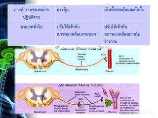 การทางานของหน่วย
ปฏิบัติงาน
กระตุ้น เป็นทั้งกระตุ้นและยับยั้ง
บทบาททั่วไป ปรับให้เข้ากับ
สภาพแวดล้อมภายนอก
ปรับให้เข้ากับ
สภาพแวดล้อมภายใน
ร่างกาย
 