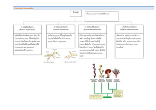 Created	
  by	
  KrupumBio	
   	
  
	
  
	
  
	
  	
   	
  
	
  
	
  
	
  
	
  
	
  
	
  
	
  
	
  
	
  
	
  
	
  
	
  
	
  
	
  
	
  
	
  
	
  
	
  
	
  
	
  
	
  
	
  
	
  
	
  
	
  
	
  
	
  
	
  
	
  
	
  
	
  
	
  
Fungi	
  
1. ไฟลัมไซโกไมโคตา
(Phylum Zygomycota)
4. ไฟลัมดิวเทดโรไมโคตา
(Phylum Deuteromycota)
2. ไฟลัมแอสโคไมโคตา
(Phylum Ascomycota
เห็ด(mushroom) รา (mold) ยีตส (yeast)
3. ไฟลัมเบสิดิโอไมโคตา
(Phylum Basidiomycota)
ไฟลัมนี้มีสมาชิกเพียง class เดียว คือ
Chytridiomycetes มีชื่อสามัญเรียก
chytrids จัดเปนสมาชิกกลุมเดียวของ
อาณาจักรฟงไจที่มีเซลลที่เคลื่อนที่ได
(zoospores และ gametes)
แตละเซลลจะมี flagellum
ราดํา(rhizopus) ที่ขึ้นอยูกับขนมปง
hypha ไมมีผนังกั้น สราง sexual
spore เรียกวา zygospore
มีจํานวนมากที่สุด เชน ยีสต(หมักไวน
เหลา ขนมปงฟู) โมเรล ทรัฟเฟล
ราแดง (ใชทําขาวแดงกับเตาหู)
hypha มีผนังกั้น สรางsexual spore
ในถุงเรียกวา ascus โดยยีสตจะเปน
unicellular และไมมี hypha สืบพันธุ
โดยแตกหนอ(ไมเพศ)และmeiosis
(เพศ)
เห็ดราตางๆ ราสนิม ราเขมาดํา รา
mycorrhiza ที่อยูกับรากสน hypha
มีผนังกั้น สราง sexual spore เรียก
bisidiospore ในfruiting body
ขนาดใหญ
 