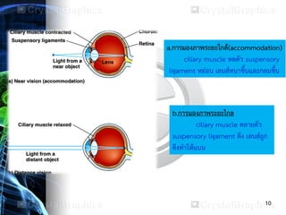 10
การมองภาพระยะใกล้และไกล
a.การมองภาพระยะใกล้(accommodation)
ciliary muscle หดตัว suspensory
ligament หย่อน เลนส์หนาขึ้นและกลมขึ้น
b.การมองภาพระยะไกล
ciliary muscle คลายตัว
suspensory ligament ตึง เลนส์ถูก
ดึงทาให้แบน
 