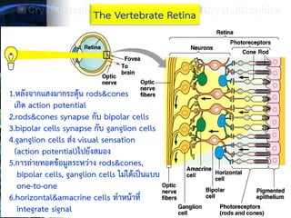 13
The Vertebrate Retina
ขั้นตอนการเกิดภาพมีดังนี้
1.หลังจากแสงมากระตุ้น rods&cones
เกิด action potential
2.rods&cones synapse กับ bipolar cells
3.bipolar cells synapse กับ ganglion cells
4.ganglion cells ส่ง visual sensation
(action potential)ไปยังสมอง
5.การถ่ายทอดข้อมูลระหว่าง rods&cones,
bipolar cells, ganglion cells ไม่ได้เป็นแบบ
one-to-one
6.horizontal&amacrine cells ทาหน้าที่
integrate signal
 