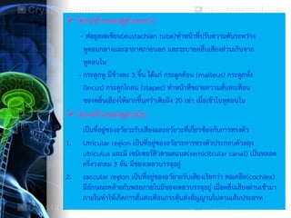 21
 โครงสร้างของหูส่วนกลาง
- ท่อยูสเตเชียน(eustachian tube)ทาหน้าที่ปรับความดันระหว่าง
หูตอนกลางและอากาศภายนอก และระบายคลื่นเสียงส่วนเกินจาก
หูตอนใน
- กระดูกหู มีข้างละ 3 ชิ้น ได้แก่ กระดูกค้อน (malleus) กระดูกทั่ง
(incus) กระดูกโกลน (stapes) ทาหน้าที่ขยายความสั่นสะเทือน
ของคลื่นเสียงให้มากขึ้นกว่าเดิมถึง 20 เท่า เมื่อเข้าในหูตอนใน
 โครงสร้างของหูส่วนใน
เป็นที่อยู่ของอวัยวะรับเสียงและอวัยวะที่เกี่ยวข้องกับการทรงตัว
1. Utricular region เป็นที่อยู่ของอวัยวะการทรงตัวประกอบด้วยถุง
utriculus และมี เซมิเซอร์คิวลาแคแนล(semicitcular canal) เป็นหลอด
ครึ่งวงกลม 3 อัน มีของเหลวบรรจุอยู่
2. saccular region เป็นที่อยู่ของอวัยวะรับเสียงเรียกว่า คอเคลีย(cochiea)
มีลักษณะคล้ายก้นหอยภายในมีของเหลวบรรจุอยู่ เมื่อคลื่นเสียงผ่านเข้ามา
ภายในทาให้เกิดการสั่นสะเทือนกระตุ้นส่งสัญญานไปตามเส้นประสาท
 