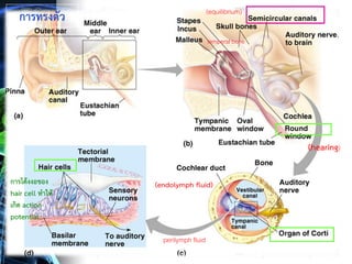 22
การทรงตัว
temperal bone
(hearing)
perilymph fluid
(endolymph fluid)
(equilibrium)
การโค้งงอของ
hair cell ทาให้
เกิด action
potential
 