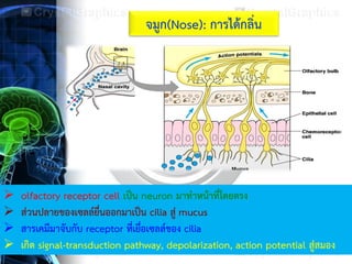 25
จมูก(Nose): การได้กลิ่น
 olfactory receptor cell เป็น neuron มาทาหน้าที่โดยตรง
 ส่วนปลายของเซลล์ยื่นออกมาเป็น cilia สู่ mucus
 สารเคมีมาจับกับ receptor ที่เยื่อเซลล์ของ cilia
 เกิด signal-transduction pathway, depolarization, action potential สู่สมอง
 