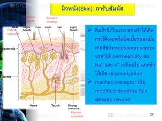 27
ผิวหนัง(Skin): การับสัมผัส
 สิ่งเร้าที่เป็นแรงกลจะทาให้เกิด
การโค้งงอหรือบิดเบี้ยวของเยื่อ
เซลล์ของmechanoreceptor
จะทาให้ permeability ต่อ
Na+ และ K+ เปลี่ยนไป และทา
ให้เกิด depolarization
 mechanoreceptor เป็น
modified dendrite ของ
sensory neuron
Pacinian
corpuscle
Meissner’s
corpuscle
Krouse’s
end bulb
Ruffini’s
corpuscle
 