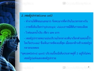 7
2. เซลล์รูปกรวย(cone cell)
- ทางานได้ดีขณะแสงมาก จึงพบมากที่หากินในเวลากลางวัน
- ภาพที่เห็นเรียกว่าphotopic visionภาพมีสีสันรายละเอียด
- ไวต่อแสงน้าเงิน เขียว แดง มาก
- เซลล์รูปกรวยหนาแน่นบริเวณใจกลางเรตินาเรียกตาแหน่งนี้ว่า
โพเวีย(fovea) ซึ่งเห็นภาพชัดเจนที่สุด เมื่อออกด้านข้างเซลล์รูป
กลวยจะลดลง
*จุดบอด(bilnd spot) บริเวณนี้จะมีเส้นประสาทคู่ที่ 2 อยู่จึงไม่พบ
เซลล์รูปแท่งและเซลล์รูปกรวย
 