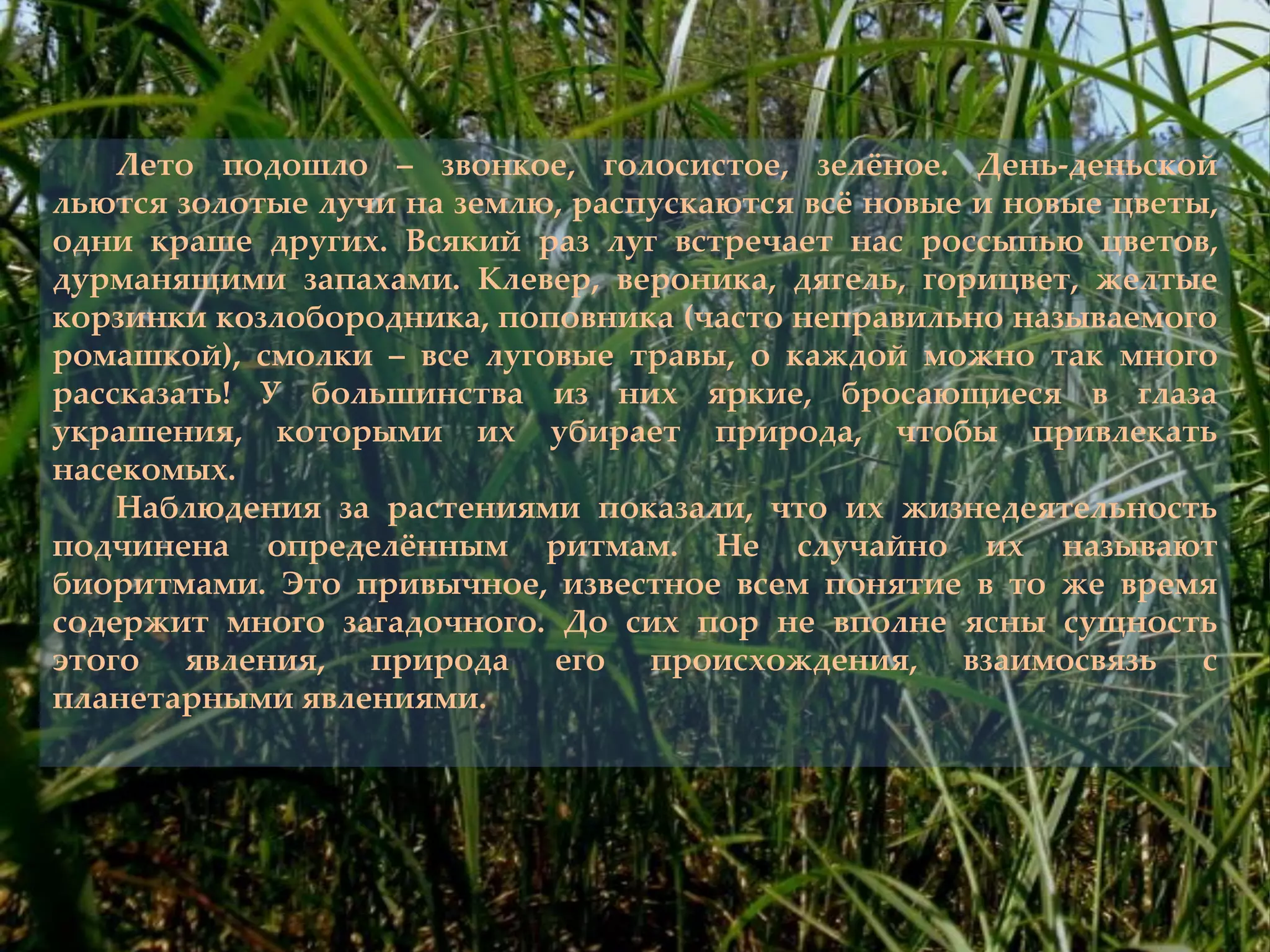 Лето подошло – звонкое, голосистое, зелжное. День-деньской
льются золотые лучи на землю, распускаются всж новые и новые цветы,
одни краше других. Всякий раз луг встречает нас россыпью цветов,
дурманящими запахами. Клевер, вероника, дягель, горицвет, желтые
корзинки козлобородника, поповника (часто неправильно называемого
ромашкой), смолки – все луговые травы, о каждой можно так много
рассказать! У большинства из них яркие, бросающиеся в глаза
украшения, которыми их убирает природа, чтобы привлекать
насекомых.
Наблюдения за растениями показали, что их жизнедеятельность
подчинена определжнным ритмам. Не случайно их называют
биоритмами. Это привычное, известное всем понятие в то же время
содержит много загадочного. До сих пор не вполне ясны сущность
этого явления, природа его происхождения, взаимосвязь с
планетарными явлениями.
 