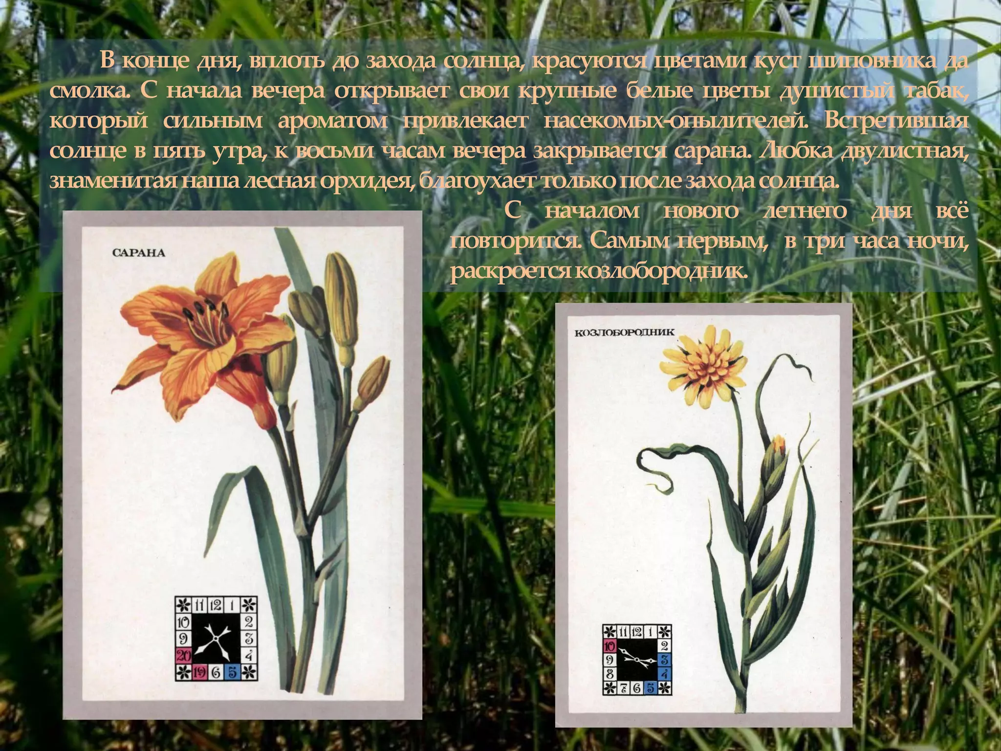 В конце дня, вплоть до захода солнца, красуются цветами куст шиповника да
смолка. С начала вечера открывает свои крупные белые цветы душистый табак,
который сильным ароматом привлекает насекомых-опылителей. Встретившая
солнце в пять утра, к восьми часам вечера закрывается сарана. Любка двулистная,
знаменитаянашалеснаяорхидея,благоухаеттолькопослезаходасолнца.
С началом нового летнего дня всж
повторится. Самым первым, в три часа ночи,
раскроетсякозлобородник.
 