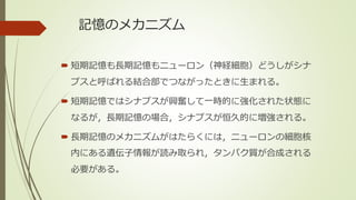 記憶のメカニズム
 短期記憶も長期記憶もニューロン（神経細胞）どうしがシナ
プスと呼ばれる結合部でつながったときに生まれる。
 短期記憶ではシナプスが興奮して一時的に強化された状態に
なるが，長期記憶の場合，シナプスが恒久的に増強される。
 長期記憶のメカニズムがはたらくには，ニューロンの細胞核
内にある遺伝子情報が読み取られ，タンパク質が合成される
必要がある。
 