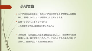 長期増強
 シナプスの伝達効率が、そのシナプスに対するある特殊な入力刺激
後に、長期にわたって（１時間以上）上昇する現象。
 記憶＝シナプスに蓄えられている
⇒長期増強は学習と記憶の主要メカニズム
 長期記憶：その記憶に対応する特定のシナプスに、細胞体から記憶
関連たんぱく質が配達されることで、そのシナプスの働きの変化が
持続し、記憶が正しく長期間保存される
 