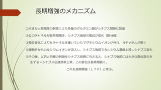 長期増強のメカニズム
①大きなor高頻度の刺激により多量のグルタミン酸がシナプス間隙に放出
②Ｑのチャネルが長時間開き、シナプス後部の電位が変化（脱分極）
③電位変化によりＮチャネルを塞いでいたマグネシウムイオンが外れ、Ｎチャネルが開く
④細胞外からカルシウムイオンが流入し、シナプス後部でカルシウム濃度上昇しシナプス変化
⑤その後、以前と同様の刺激をシナプス前側に与えると、シナプス後部には大きな電位変化を
生ずる＝シナプス伝達効率上昇。この変化は長時間続く。
これを長期増強（ＬＴＰ）と呼ぶ。
 