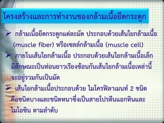 โครงสร้างและการทางานของกล้ามเนื้อยึดกระดูก
 กล้ามเนื้อยึดกระดูกแต่ละมัด ประกอบด้วยเส้นใยกล้ามเนื้อ
(muscle fiber) หรือเซลล์กล้ามเนื้อ (muscle cell)
 ภายในเส้นใยกล้ามเนื้อ ประกอบด้วยเส้นใยกล้ามเนื้อเล็ก
มีลักษณะเป็นท่อนยาวเรียงซ้อนกันเส้นใยกล้ามเนื้อเหล่านี้
จะอยู่รวมกันเป็นมัด
 เส้นใยกล้ามเนื้อประกอบด้วย ไมโครฟิลาเมนท์ 2 ชนิด
คือชนิดบางและชนิดหนาซึ่งเป็นสายโปรตีนแอกทินและ
ไมโอซิน ตามลาดับ
 