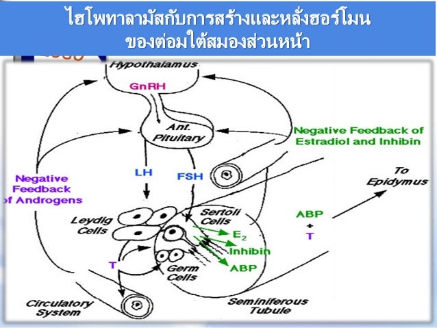 ฮอร์โมนในร่างกาย