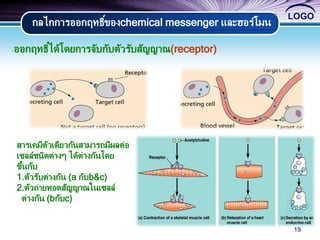 LOGO
19
กลไกการออกฤทธิ์ของchemical messenger และฮอร์โมน
-ออกฤทธิ์ได้โดยการจับกับตัวรับสัญญาณ(receptor)
สารเคมีตัวเดียวกันสามารถมีผลต่อ
เซลล์ชนิดต่างๆ ได้ต่างกันโดย
ขึ้นกับ
1.ตัวรับต่างกัน (a กับb&c)
2.ตัวถ่ายทอดสัญญาณในเซลล์
ต่างกัน (bกับc)
 