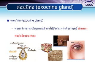 LOGO
ต่อมมีท่อ (exocrine gland)
ต่อมมีท่อ (exocrine gland)
- ต่อมสร้างสารเคมีออกมาแล้วส่งไปยังตาแหน่งที่ออกฤทธิ์ ผ่านทาง
ท่อลาเลียงของต่อม
 
