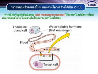 LOGO
การออกฤทธิ์ของฮอร์โมน แบ่งตามโครงสร้างได้เป็น 2 แบบ
1.พวกที่มีตัวรับอยู่ที่เยื่อหุ้มเซลล์ (cell membrane receptor)ได้แก่ฮอร์โมนที่มีขนาดใหญ่
ผ่านเข้าเซลล์ไม่ได้ ไม่ละลายในไขมัน เช่น ฮอร์โมนโปรตีน
 