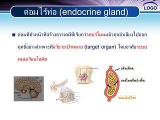 LOGO
ต่อมไร้ท่อ (endocrine gland)
ต่อมที่ทาหน้าที่สร้างสารเคมีที่เรียกว่าฮอร์โมนแล้วถูกลาเลียงไปออก
ฤทธิ์อย่างจาเพาะที่อวัยวะเป้ าหมาย (target organ) โดยอาศัยระบบ
หมุนเวียนโลหิต
 