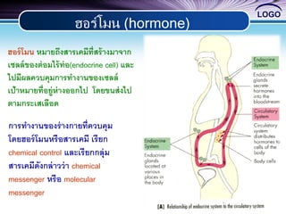 LOGO
4
ฮอร์โมน หมายถึงสารเคมีที่สร้างมาจาก
เซลล์ของต่อมไร้ท่อ(endocrine cell) และ
ไปมีผลควบคุมการทางานของเซลล์
เป้าหมายที่อยู่ห่างออกไป โดยขนส่งไป
ตามกระเสเลือด
การทางานของร่างกายที่ควบคุม
โดยฮอร์โมนหรือสารเคมี เรียก
chemical control และเรียกกลุ่ม
สารเคมีดังกล่าวว่า chemical
messenger หรือ molecular
messenger
ฮอร์โมน (hormone)
 