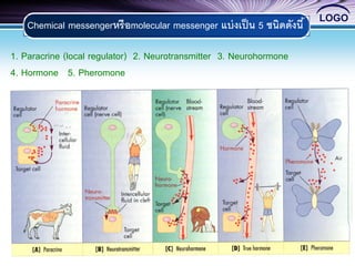 LOGO
6
Chemical messengerหรือmolecular messenger แบ่งเป็น 5 ชนิดดังนี้
1. Paracrine (local regulator) 2. Neurotransmitter 3. Neurohormone
4. Hormone 5. Pheromone
 