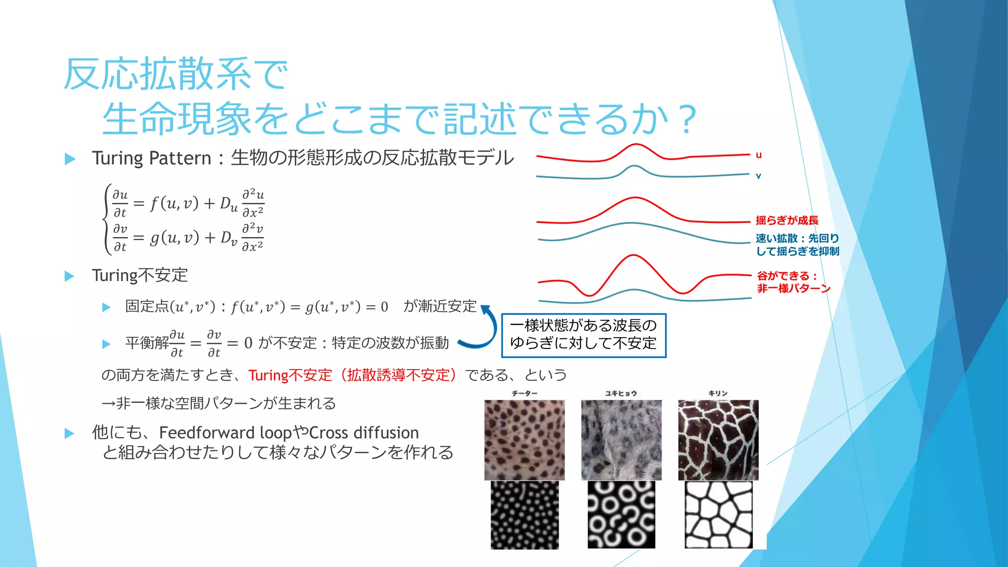 反応拡散系で
生命現象をどこまで記述できるか？
 Turing Pattern：生物の形態形成の反応拡散モデル
𝜕𝑢
𝜕𝑡
= 𝑓 𝑢, 𝑣 + 𝐷 𝑢
𝜕2 𝑢
𝜕𝑥2
𝜕𝑣
𝜕𝑡
= 𝑔 𝑢, 𝑣 + 𝐷𝑣
𝜕2 𝑣
𝜕𝑥2
 Turing不安定
 固定点 𝑢∗
, 𝑣∗
：𝑓 𝑢∗
, 𝑣∗
= 𝑔 𝑢∗
, 𝑣∗
= 0 が漸近安定
 平衡解
𝜕𝑢
𝜕𝑡
=
𝜕𝑣
𝜕𝑡
= 0 が不安定：特定の波数が振動
の両方を満たすとき、Turing不安定（拡散誘導不安定）である、という
→非一様な空間パターンが生まれる
 他にも、Feedforward loopやCross diffusion
と組み合わせたりして様々なパターンを作れる
一様状態がある波長の
ゆらぎに対して不安定
u
v
揺らぎが成長
速い拡散：先回り
して揺らぎを抑制
谷ができる：
非一様パターン
 