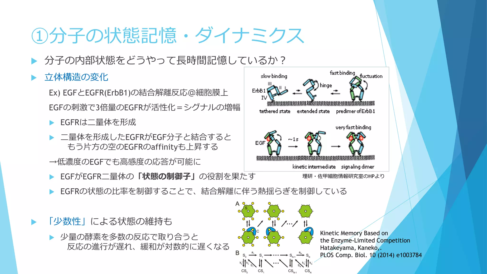 ①分子の状態記憶・ダイナミクス
 分子の内部状態をどうやって長時間記憶しているか？
 立体構造の変化
Ex) EGFとEGFR(ErbB1)の結合解離反応＠細胞膜上
EGFの刺激で3倍量のEGFRが活性化＝シグナルの増幅
 EGFRは二量体を形成
 二量体を形成したEGFRがEGF分子と結合すると
もう片方の空のEGFRのaffinityも上昇する
→低濃度のEGFでも高感度の応答が可能に
 EGFがEGFR二量体の「状態の制御子」の役割を果たす
 EGFRの状態の比率を制御することで、結合解離に伴う熱揺らぎを制御している
 「少数性」による状態の維持も
 少量の酵素を多数の反応で取り合うと
反応の進行が遅れ、緩和が対数的に遅くなる
理研・佐甲細胞情報研究室のHPより
Kinetic Memory Based on
the Enzyme-Limited Competition
Hatakeyama, Kaneko,.
PLOS Comp. Biol. 10 (2014) e1003784
 