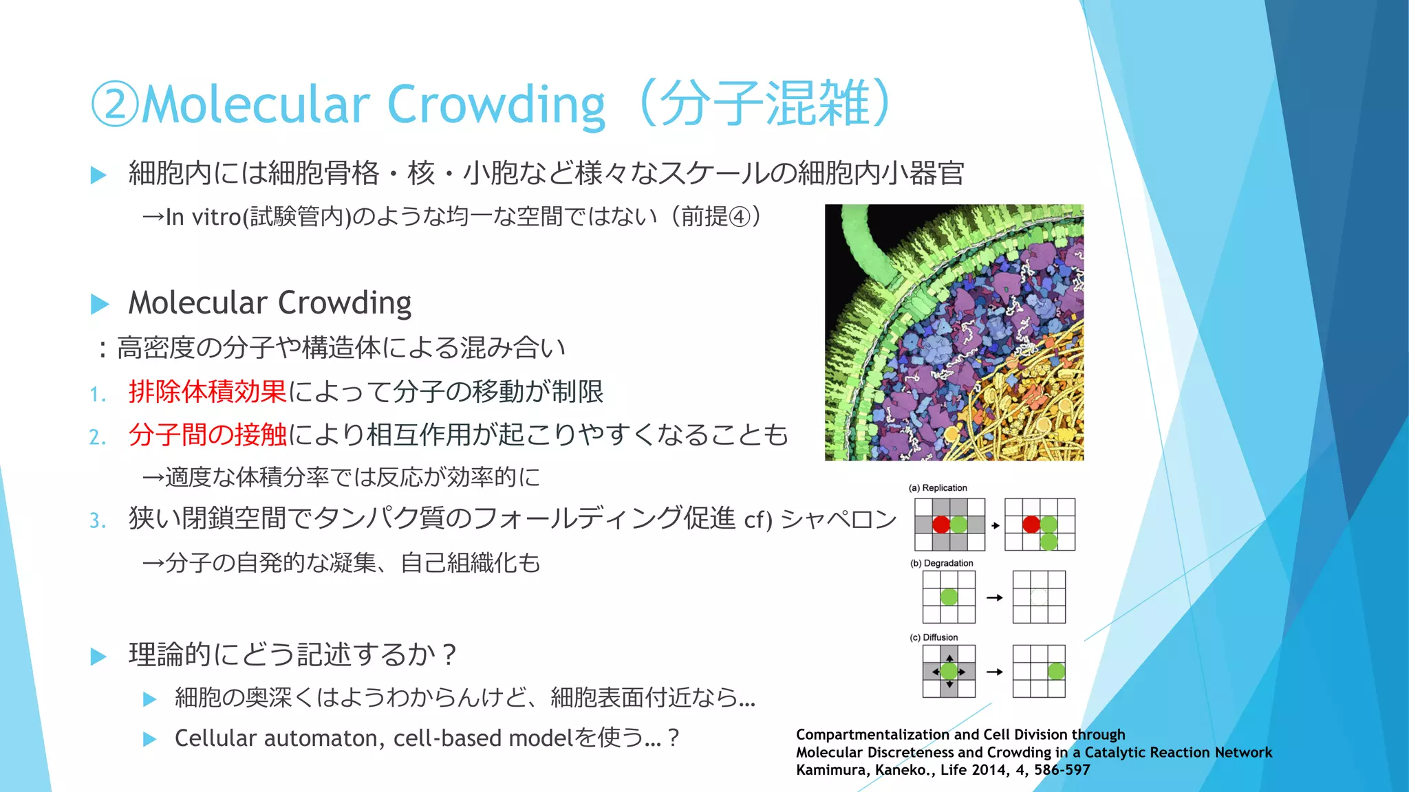 ②Molecular Crowding（分子混雑）
 細胞内には細胞骨格・核・小胞など様々なスケールの細胞内小器官
→In vitro(試験管内)のような均一な空間ではない（前提④）
 Molecular Crowding
：高密度の分子や構造体による混み合い
1. 排除体積効果によって分子の移動が制限
2. 分子間の接触により相互作用が起こりやすくなることも
→適度な体積分率では反応が効率的に
3. 狭い閉鎖空間でタンパク質のフォールディング促進 cf) シャペロン
→分子の自発的な凝集、自己組織化も
 理論的にどう記述するか？
 細胞の奥深くはようわからんけど、細胞表面付近なら…
 Cellular automaton, cell-based modelを使う…？ Compartmentalization and Cell Division through
Molecular Discreteness and Crowding in a Catalytic Reaction Network
Kamimura, Kaneko., Life 2014, 4, 586-597
 