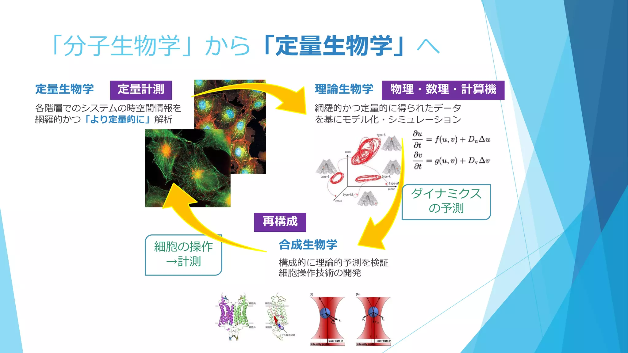 「分子生物学」から「定量生物学」へ
定量生物学
各階層でのシステムの時空間情報を
網羅的かつ「より定量的に」解析
理論生物学
網羅的かつ定量的に得られたデータ
を基にモデル化・シミュレーション
定量計測 物理・数理・計算機
合成生物学
構成的に理論的予測を検証
細胞操作技術の開発
再構成
細胞の操作
→計測
ダイナミクス
の予測
 