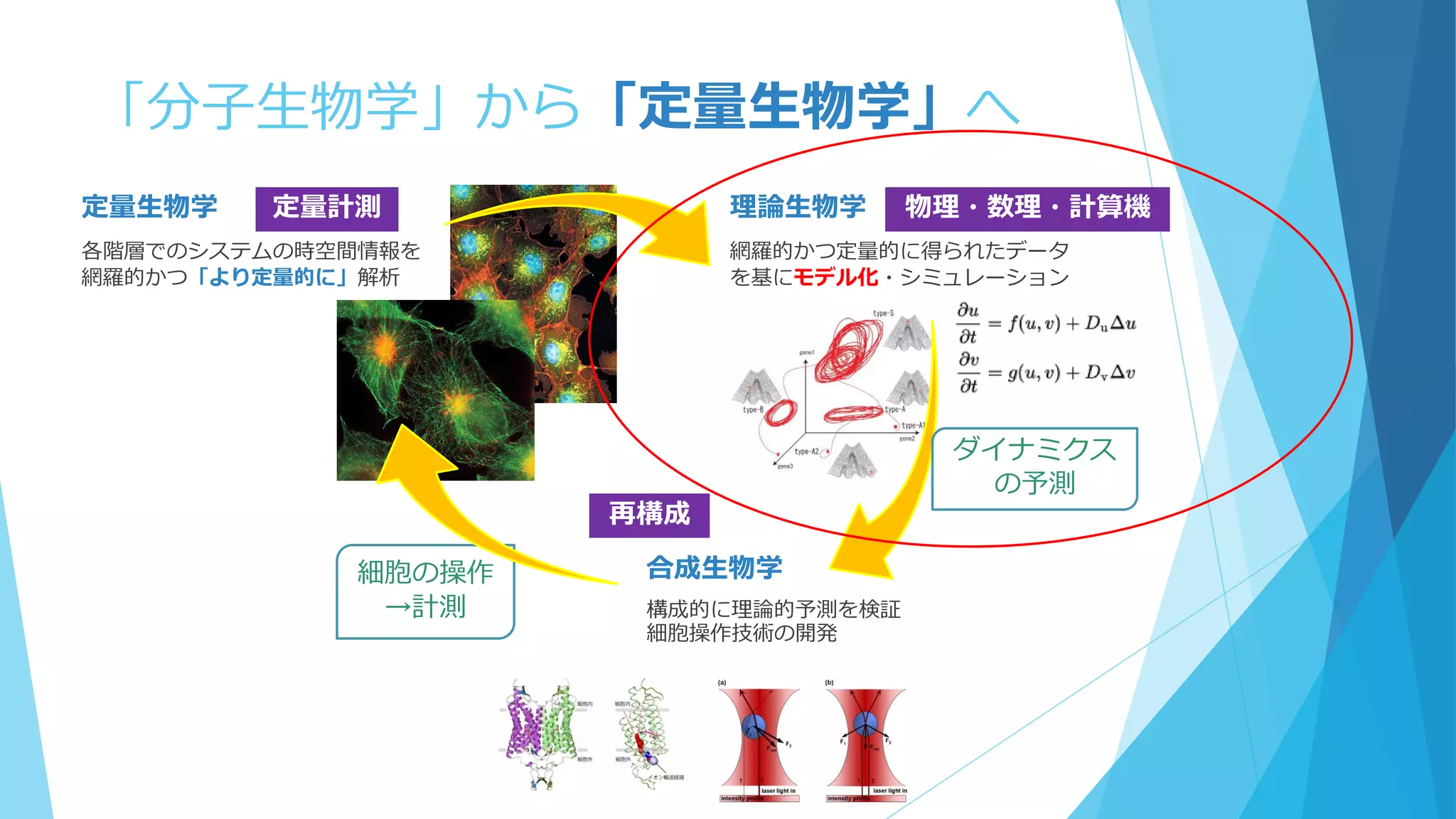 「分子生物学」から「定量生物学」へ
定量生物学
各階層でのシステムの時空間情報を
網羅的かつ「より定量的に」解析
理論生物学
網羅的かつ定量的に得られたデータ
を基にモデル化・シミュレーション
定量計測 物理・数理・計算機
合成生物学
構成的に理論的予測を検証
細胞操作技術の開発
再構成
細胞の操作
→計測
ダイナミクス
の予測
 