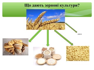 Що дають зернові культури?
…
 