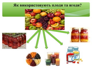 Як використовують плоди та ягоди?
 
