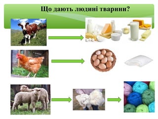 Що дають людині тварини?
 
