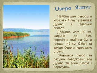 Найбільшим озером в
Україні є Ялпуг у заплаві
Дунаю, в Одеській
області.
Довжина його 39 км,
ширина до 5км,
пересічна глибина 2м, а
площа 149 км. Східні та
західні береги переважно
стрімкі.
Живиться озеро за
рахунок паводкових вод
Дунаю та річок Ялпуг і
Карасулак.
 