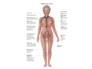 Лечебное голодание. Презентация к лекции Лилии Горелой