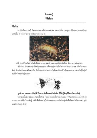ใบความรู้
ฟีโรโมน
---------------------------------------------------------------------------------------------------------------------------------
ฟีโรโมน
การสื่อด้วยสารเคมี โดยเฉพาะอย่างยิ่งในแมลง เช่น มด และผึ้งนางพญาจะปล่อยสารออกมาดึงดูด
มดตัวอื่น ๆ ให้อยู่ร่วมอาณาจักรเดียวกัน ดังภาพ
รูปที่ 51 ผ่าให้เห็นภายในรังปลวก ตรงกลางจะเห็นนางพญาปลวกตัวใหญ่ มีปลวกงานล้อมรอบ
ฟีโรโมน เป็นสารเคมีที่สัตว์ปล่อยออกมาเพื่อกระตุ้นสัตว์ชนิดเดียวกัน แต่ต่างเพศ ให้เข้ามาผสม
พันธุ์ ตัวอย่างที่ทดลองกันมากคือ ผีเสื้อกลางคืน (Moth) ตัวเมียจะปล่อยฟีโรโมนออกมากระตุ้นตัวผู้ที่อยู่ใต้
ลมให้เข้าผสมพันธุ์ดังภาพ
รูปที่ 52 แสดงการปล่อยฟีโรโมนของผีเสื้อกลางคืนตัวเมีย ให้ตัวผู้ที่อยู่ใต้ลมเข้าผสมพันธุ์
นอกจากนั้นมีการทดลองในผีเสื้อไหม โดยนากลุ่มผีเสื้อไหมตัวเมียเอาไว้ในครอบแก้ว แล้วนาไป
วางกลางกลุ่มผีเสื้อไหมตัวผู้ แต่ผีเสื้อไหมตัวผู้ไม่แสดงอาการสนใจในกลุ่มผีเสื้อไหมตัวเมียเลย ทั้ง ๆ ที่
มองเห็นกันอยู่ ดังรูป
 
