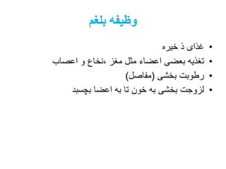 ‫بلغم‬ ‫وظیفه‬
•‫خیره‬ ‫ذ‬ ‫غذای‬
•‫اعصاب‬ ‫و‬ ‫،نخاع‬ ‫مغز‬ ‫مثل‬ ‫اعضاء‬ ‫بعضی‬ ‫تغذیه‬
•‫بخشی‬ ‫رطوبت‬(‫مفاصل‬)
•‫بچسبد‬ ‫اعضا‬ ‫به‬ ‫تا‬ ‫خون‬ ‫به‬ ‫بخشی‬ ‫لزوجت‬
 
