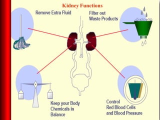 What Do the Kidneys Do?
Kidney Functions
 