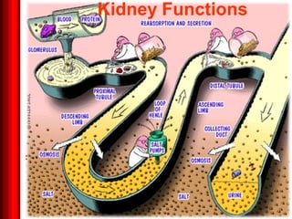 :
Kidney Functions
 