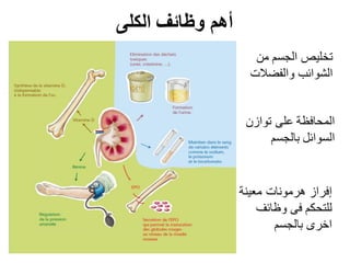 ‫الكلى‬ ‫وظائف‬ ‫أهم‬
‫معينة‬ ‫هرمونات‬ ‫إفراز‬
‫وظائف‬ ‫فى‬ ‫للتحكم‬
‫بالجسم‬ ‫اخرى‬
‫من‬ ‫الجسم‬ ‫تخليص‬
‫والفضالت‬ ‫الشوائب‬
‫توازن‬ ‫على‬ ‫المحافظة‬
‫بالجسم‬ ‫السوائل‬
 