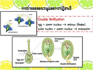 การถ่ายละอองเรณูและการปฏิสนธิ
Double fertilization
egg + sperm nucleus  embryo (ต้นอ่อน)
polar nuclers + sperm nucleus  endosperm
1
 