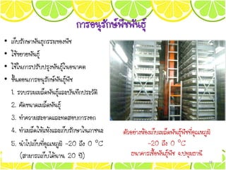 การอนุรักษ์พืชพันธุ์
• เก็บรักษาพันธุกรรมของพืช
• ใช้ขยายพันธุ์
• ใช้ในการปรับปรุงพันธุ์ในอนาคต
• ขั้นตอนการอนุรักษ์พันธุ์พืช
1. รวบรวมเมล็ดพันธุ์และบันทึกประวัติ
2. คัดขนาดเมล็ดพันธุ์
3. ทาความสะอาดและทดสอบการงอก
4. ทาเมล็ดให้แห้งและเก็บรักษาในภาชนะ
5. นาไปเก็บที่อุณหภูมิ -20 ถึง 0 C
(สามารถเก็บได้นาน 20 ปี)
ตัวอย่างห้องเก็บเมล็ดพันธุ์พืชที่อุณหภูมิ
-20 ถึง 0 C
ธนาคารเชื้อพันธุ์พืช จ.ปทุมธานี
28
 