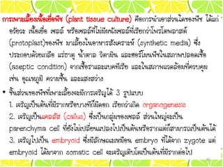 การเพาะเลี้ยงเนื้อเยื่อพืช (plant tissue culture) คือการนาเอาส่วนใดของพืช ได้แก่
อวัยวะ เนื้อเยื่อ เซลล์ หรือเซลล์ที่ไม่มีผนังเซลล์ที่เรียกว่าโพรโตพลาสต์
(protoplast)ของพืช มาเลี้ยงในอาหารสังเคราะห์ (synthetic media) ซึ่ง
ประกอบด้วยเกลือ แร่ธาตุ น้าตาล วิตามิน และฮอร์โมนพืชในสภาพปลอดเชื้อ
(aseptic condition) จากเชื้อราและแบคทีเรีย และในสภาพแวดล้อมที่ควบคุม
เช่น อุณหภูมิ ความชื้น และแสงสว่าง
• ชิ้นส่วนของพืชที่เพาะเลี้ยงจะมีการเจริญได้ 3 รูปแบบ
1. เจริญเป็นต้นที่มีรากหรือบางทีก็มีดอก เรียกว่าเกิด organogenesis
2. เจริญเป็นแคลลัส (callus) ซึ่งเป็นกลุ่มของเซลล์ ส่วนใหญ่จะเป็น
parenchyma cell ที่ยังไม่เปลี่ยนแปลงไปเป็นต้นหรือรากแต่ก็สามารถเป็นต้นได้
3. เจริญไปเป็น embryoid ซึ่งมีลักษณะเหมือน embryo ที่ได้จาก zygote แต่
embryoid ได้มาจาก somatic cell จะเจริญเติบโตเป็นต้นที่มีรากต่อไป
30
 