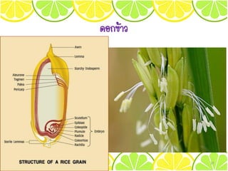 ดอกข้าว
37
 