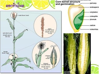 ดอกข้าวโพด
38
 