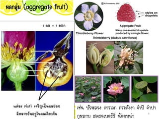 ผลกลุ่ม (aggregate fruit)
เช่น บัวหลวง การเวก กระดังงา จาปี จาปา
กุหลาบ สตรอเบอร์รี่ น้อยหน่า 6
 