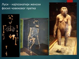 Луси - најпознатији женски
фосил човековог претка
 