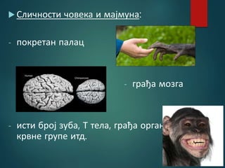  Сличности човека и мајмуна:
- покретан палац
- грађа мозга
- исти број зуба, Т тела, грађа органа,
крвне групе итд.
 