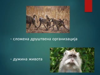 - сложена друштвена организација
- дужина живота
 