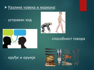  Разлике човека и мајмуна:
- усправан ход
- способност говора
- оруђе и оружје
 