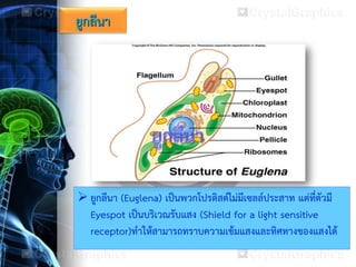  ยูกลีนา (Euglena) เป็นพวกโปรติสต์ไม่มีเซลล์ประสาท แต่ที่ตัวมี
Eyespot เป็นบริเวณรับแสง (Shield for a light sensitive
receptor)ทาให้สามารถทราบความเข้มแสงและทิศทางของแสงได้
ยูกลีนา
 