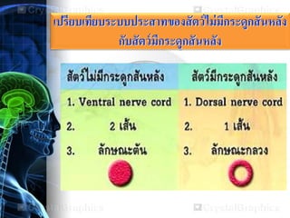 เปรียบเทียบระบบประสาทของสัตว์ไม่มีกระดูกสันหลัง
กับสัตว์มีกระดูกสันหลัง
 